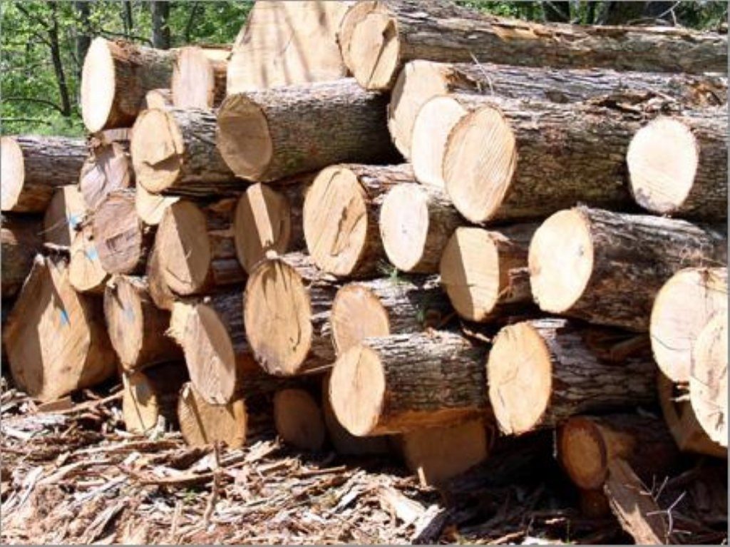 kayu pohon