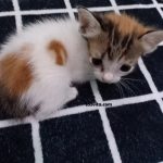 Bisakah Kucing Mengenali Namanya?