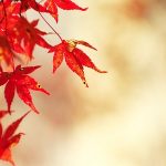 Menikmati Perubahan Warna Daun Momiji Saat Musim Gugur di Jepang